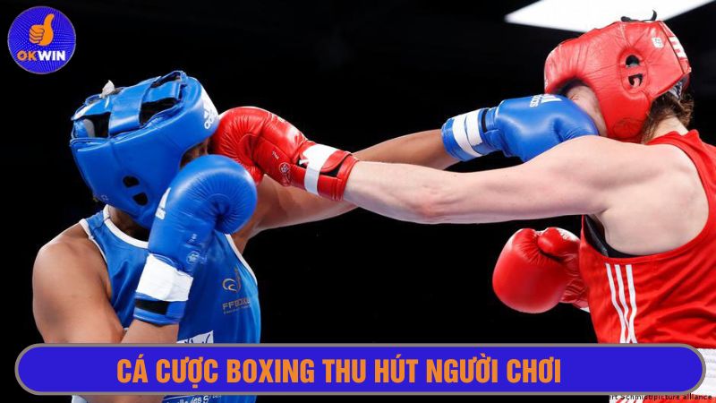 Cá cược boxing có số lượng người chơi đông đáo 