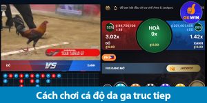 Cá cược đá gà trực tiếp là gì? Cách tham gia cá độ cho người mới